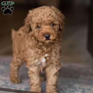 Fig, Mini Goldendoodle Puppy